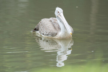 White feather Pelican swimming the pond