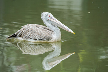 White feather Pelican swimming the pond