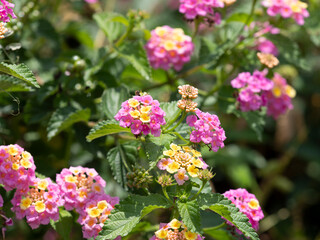 大和川河川敷に咲くランタナのクローズアップ