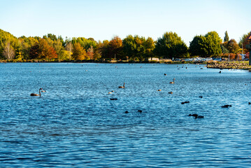 Henley Lake in Masterton - New Zealand