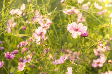 Fototapeta premium Pretty Pink Floral Scene with Flowers and Green Grass in Field