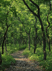 Fototapeta premium uma floresta de arvores frondosas created with Generative AI technology