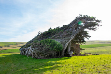 The Trees of Slope Point - New Zealand