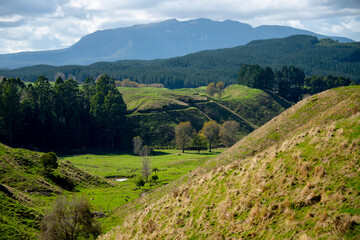 Obraz premium Pastures in Bay of Plenty Region - New Zealand