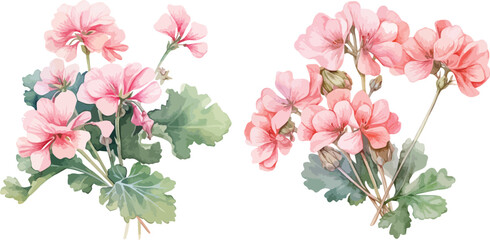 Pelargonium flower clipart vector for graphic resources	