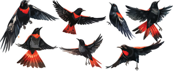 Red winged blackbird clipart vector for graphic resources	
