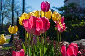 Colorful Tulip Garden in Spring Tulipa with Copy-Space