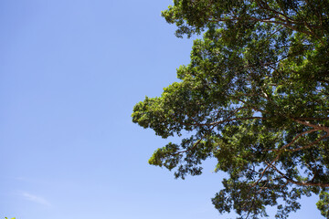 Trees spreading, the background is a blue sky.