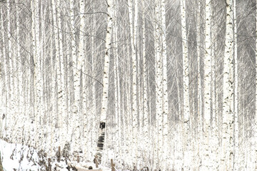 The forest of birch trees in winter