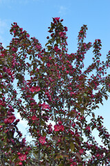 Red flowers of decorative apple tree.