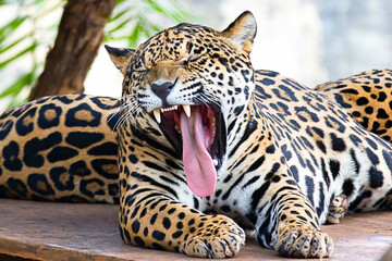 South American jaguar (Panthera onca). Tropical feline