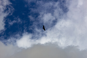 bird flying in the sky