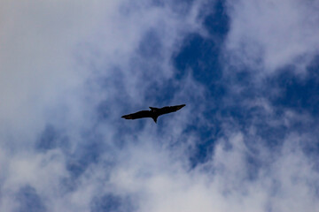 Fototapeta premium bird flying in the sky