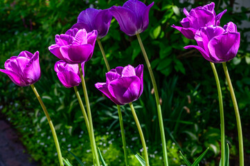 Purple Tulips bloom at the Holland Tulip Festival, in Holland, Michigan.