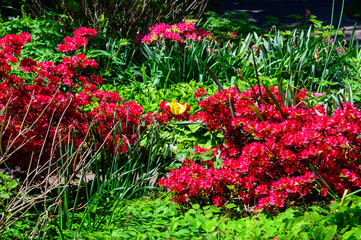 Red Azaleas bloom at the Holland Tulip Festival, in Holland, Michigan.