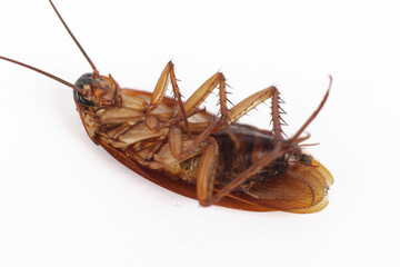 Close-up photo of a dead cockroach lying prone on a white background