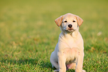 Cute Puppy Sitting in Field with Green Grass 