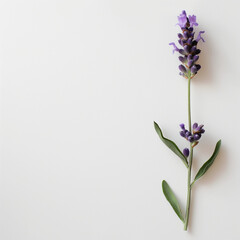 Fototapeta premium Tranquil Bloom: Lavender Black Flower for Self-Care