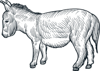 Vintage hand drawn sketch of mini donkey