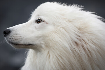 Obraz premium White Purebred Dog Arctic Portrait Closeup