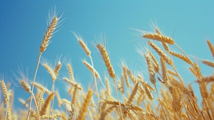 Fototapeta premium Wheat field with clear blue sky snapshot