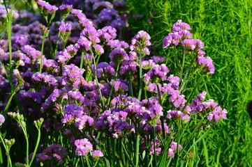 スターチス（ハナハマサジ）