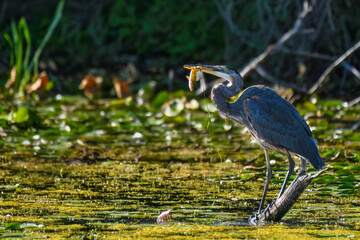 A great blue heron with a fish clenched in its beak in a wetland.