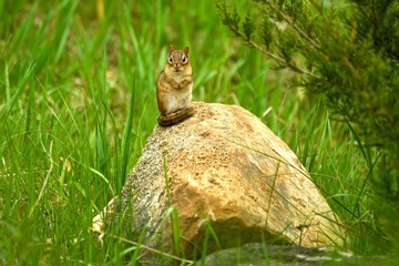 A seemingly contemplative chipmunk on a rock with a green grass background. 