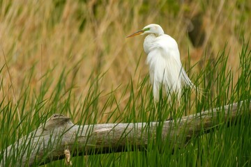 Great egret taking a momentary break from preening. Standing on a log in wetland.