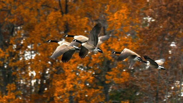 Canada geese fly in front of trees of orange leaves in the fall.