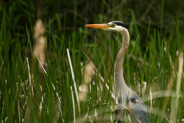 Fototapeta premium Closeup of a great blue heron in a marsh with green cattails in background.
