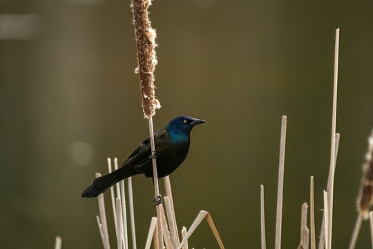 A common grackle in late winter, clinging to last year's cattail.