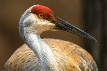 Closeup of an Eastern sandhill crane with a soft brown background. 