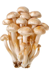 Fototapeta premium fresh mushrooms champignons