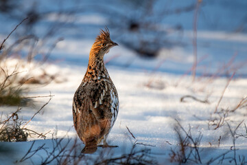 Ruffed grouse in the snow