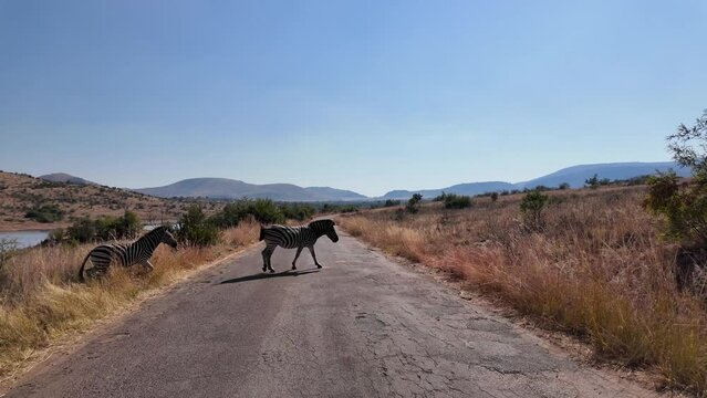 Zebras On Street At Pilanesberg National Park In North West South Africa. African Animals Landscape. Pilanesberg National Park. Pilanesberg National Park At North West South Africa. Big Five Animals. 