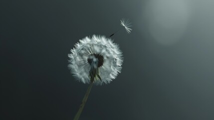 A single dandelion seed floating through the air,
