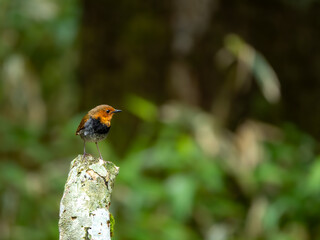 森の中で枯れ木に留まっているコマドリの雄