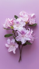 Naklejka premium Pink rhododendron flowers on a purple background
