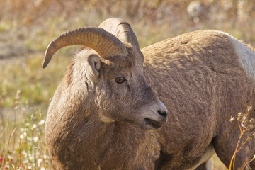 Close up of a Bighorn Sheep