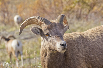 Close up of a Bighorn Sheep