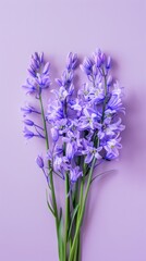 Obraz premium A bouquet of purple flowers sits on a lavender-colored background
