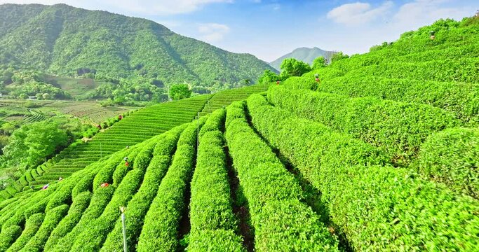 Aerial view of green tea plantation with mountain nature landscape in Hangzhou, China. Beautiful mountain tea garden landscape in spring.