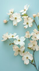 Fototapeta premium A close-up image of delicate white dogwood blossoms arranged on a light blue background