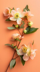 Fototapeta premium A close-up image of delicate peach blossom flowers with green leaves against a peach colored wallpaper background