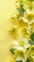 Fototapeta premium A close-up of delicate, bright yellow flowers on a yellow background