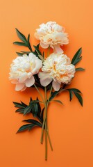 Three white peonies, with green leaves, on an orange background