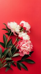 Close-up of pink and white peonies on a bright red background