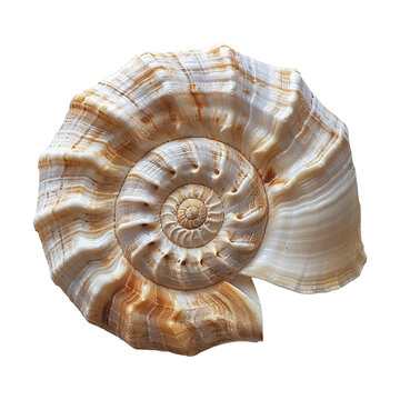 recommend clip art: seashell png
