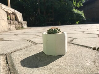 Naklejka premium small cactus in a white pot
